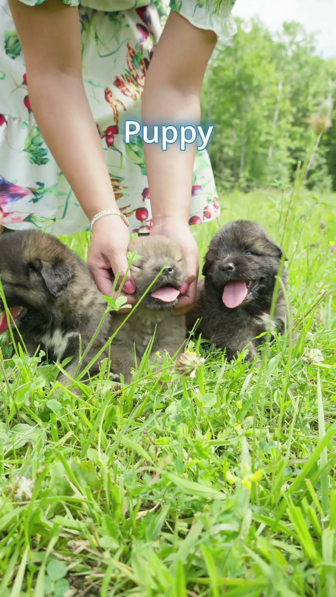 Sweetest Four Weeks Old - Caucasian Shepherd video at Brotherbear Acres