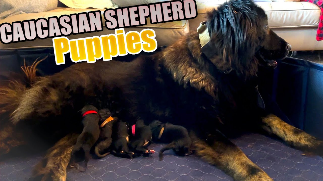 Ten Puppies, One Night - Caucasian Shepherd long-form video at Brotherbear Acres