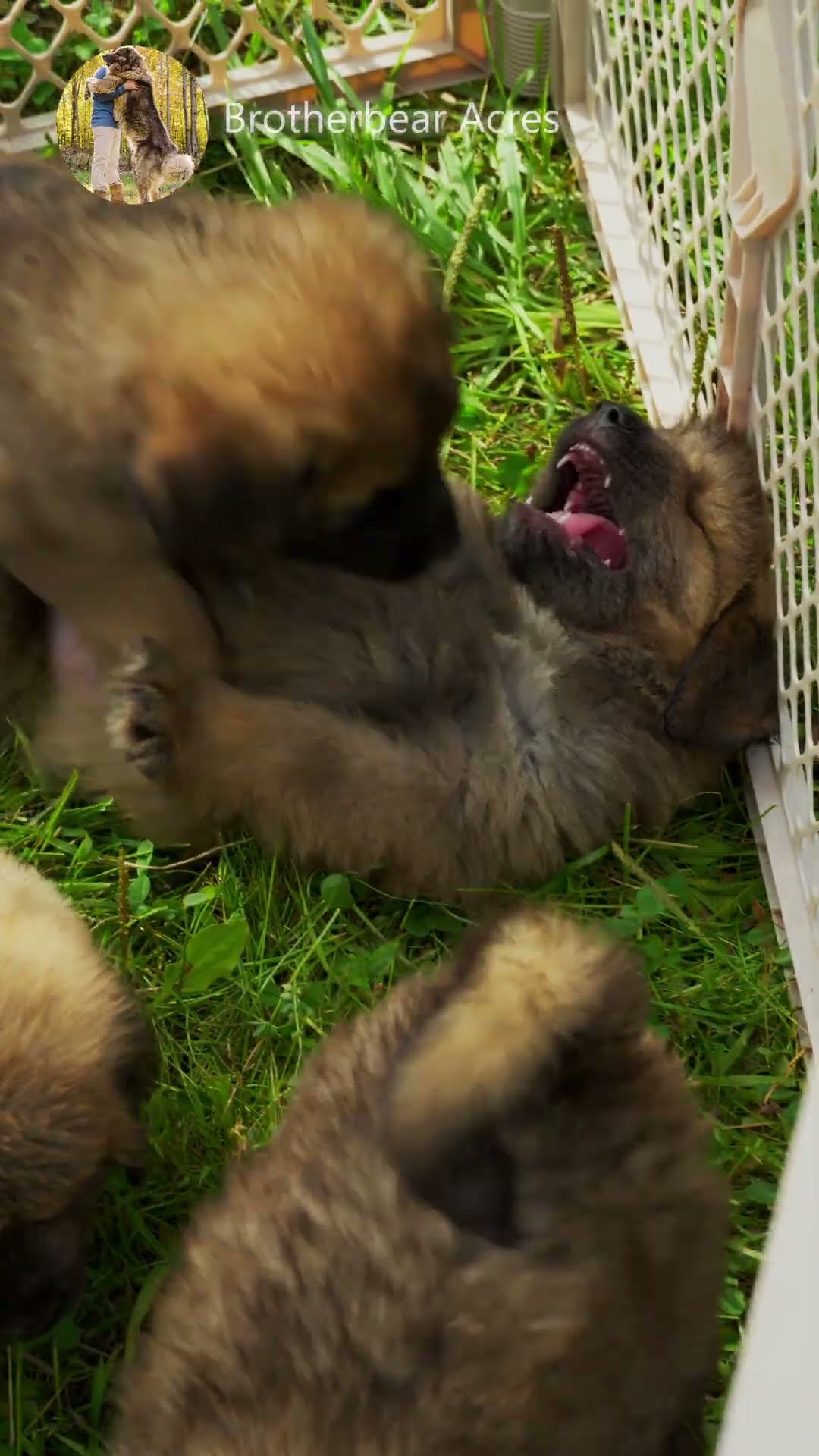 The Cutest Play Fight - Caucasian Shepherd video at Brotherbear Acres