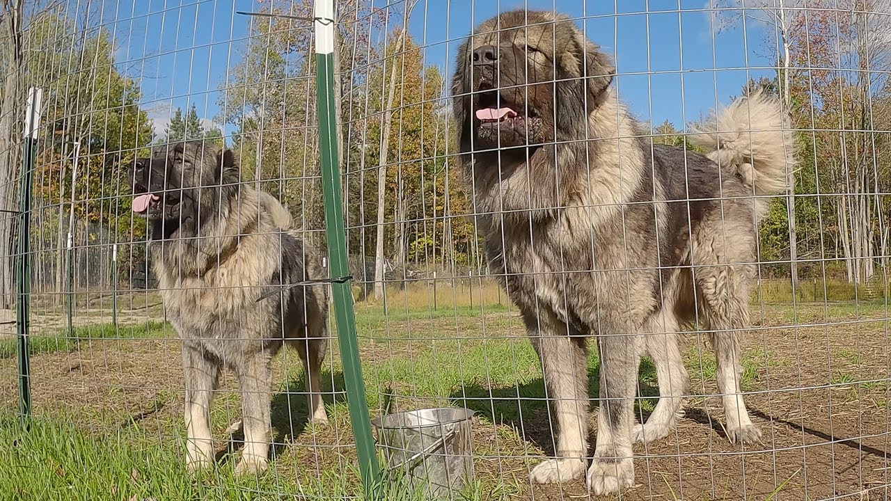 The First Line of Defense - Caucasian Shepherd long-form video at Brotherbear Acres