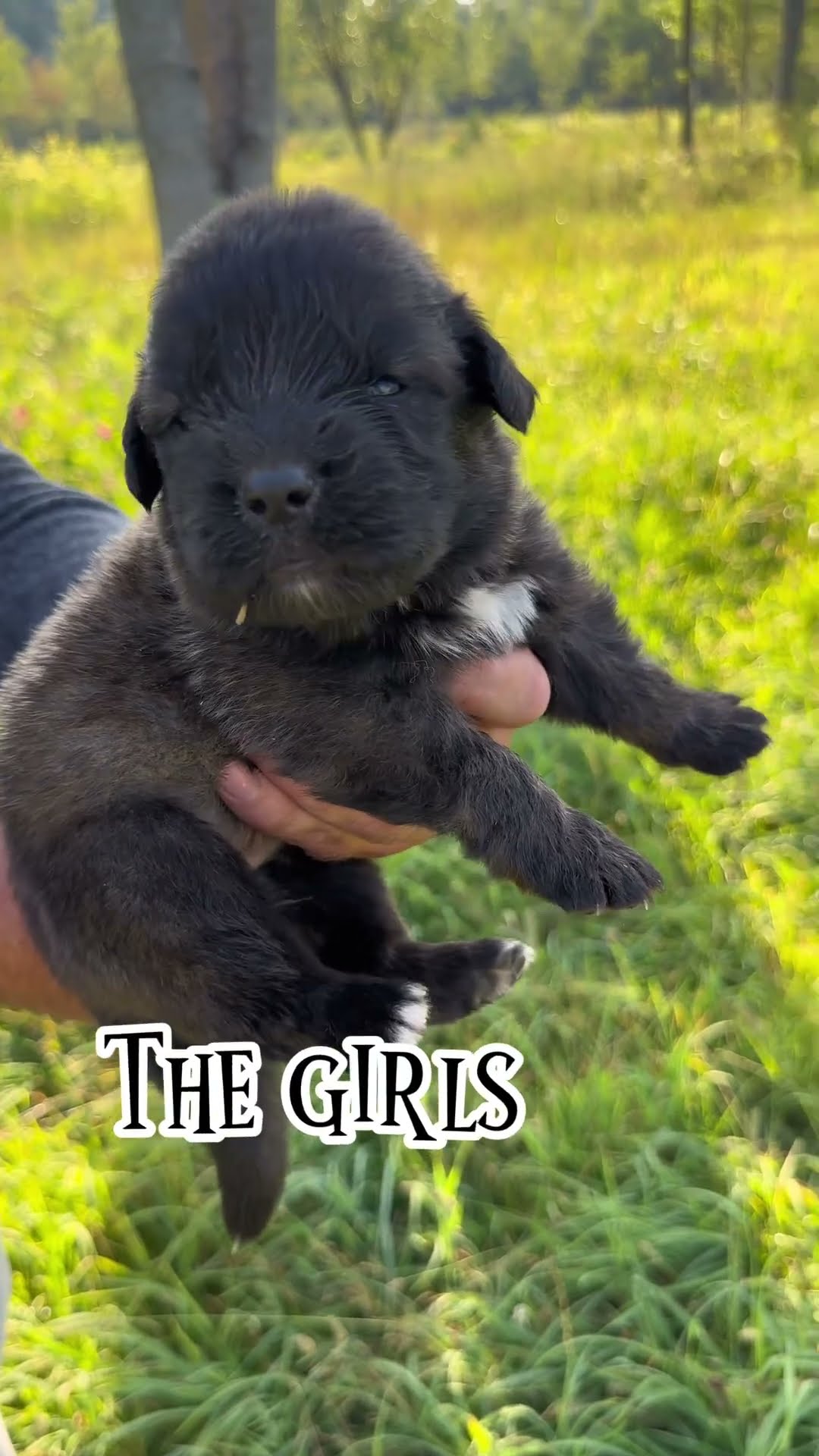 The Fluff Is Here - Caucasian Shepherd video at Brotherbear Acres