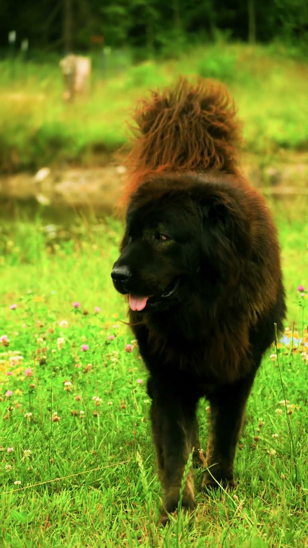 The Guardian Who Never Sleeps - Caucasian Shepherd video at Brotherbear Acres