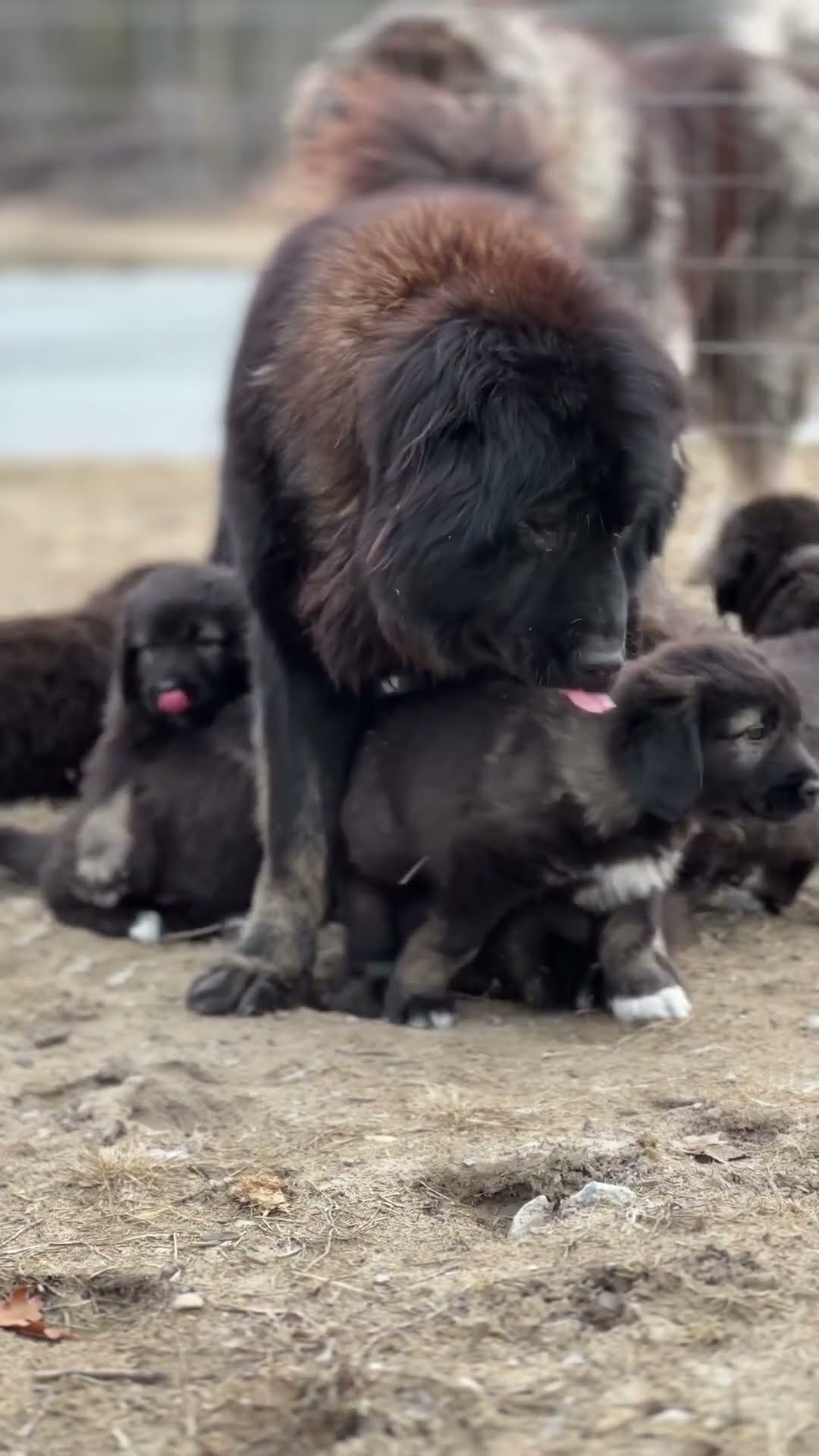 The Joys of Motherhood - Caucasian Shepherd video at Brotherbear Acres