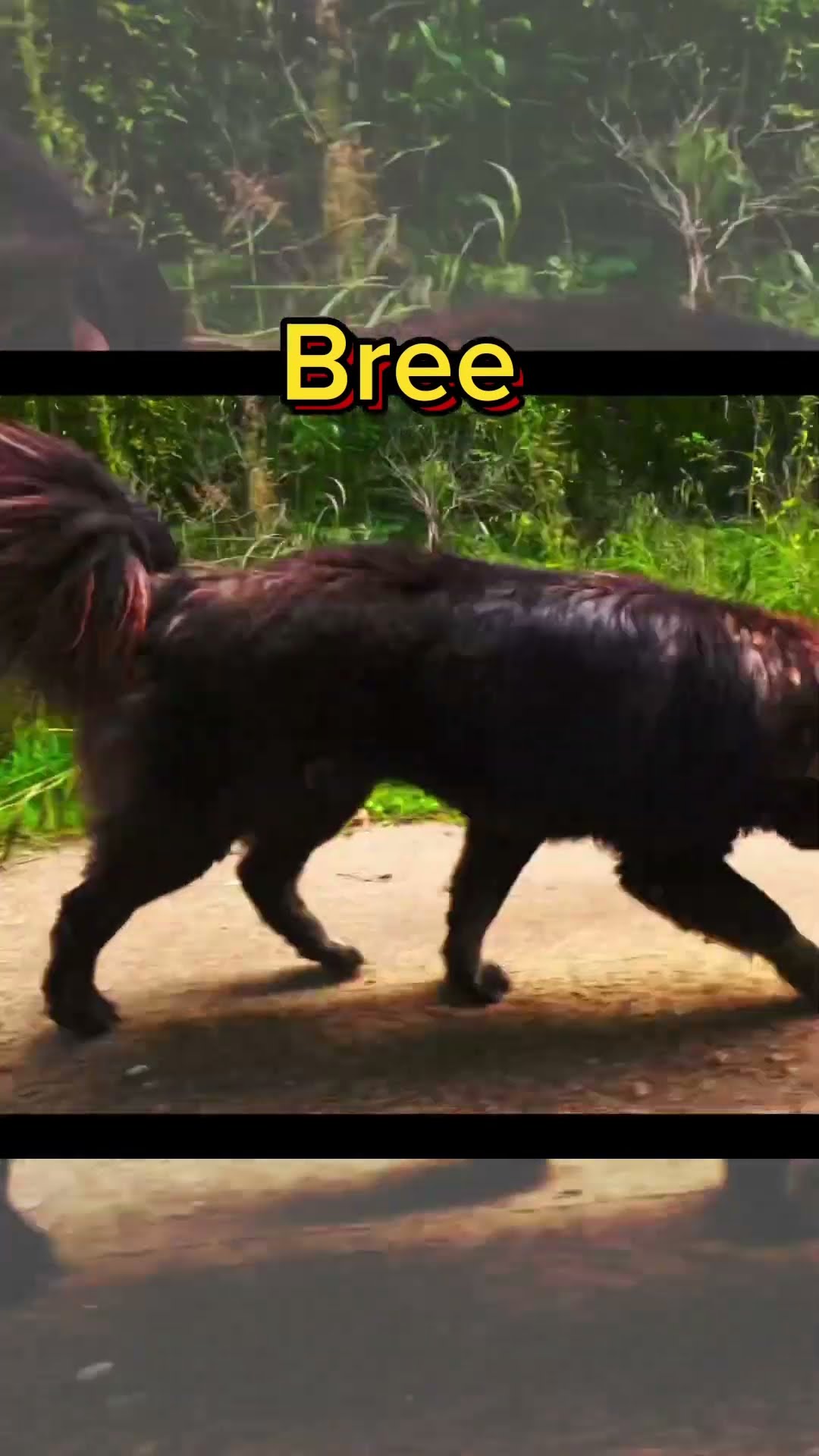 The Livestock Guardian Breed - Caucasian Shepherd video at Brotherbear Acres