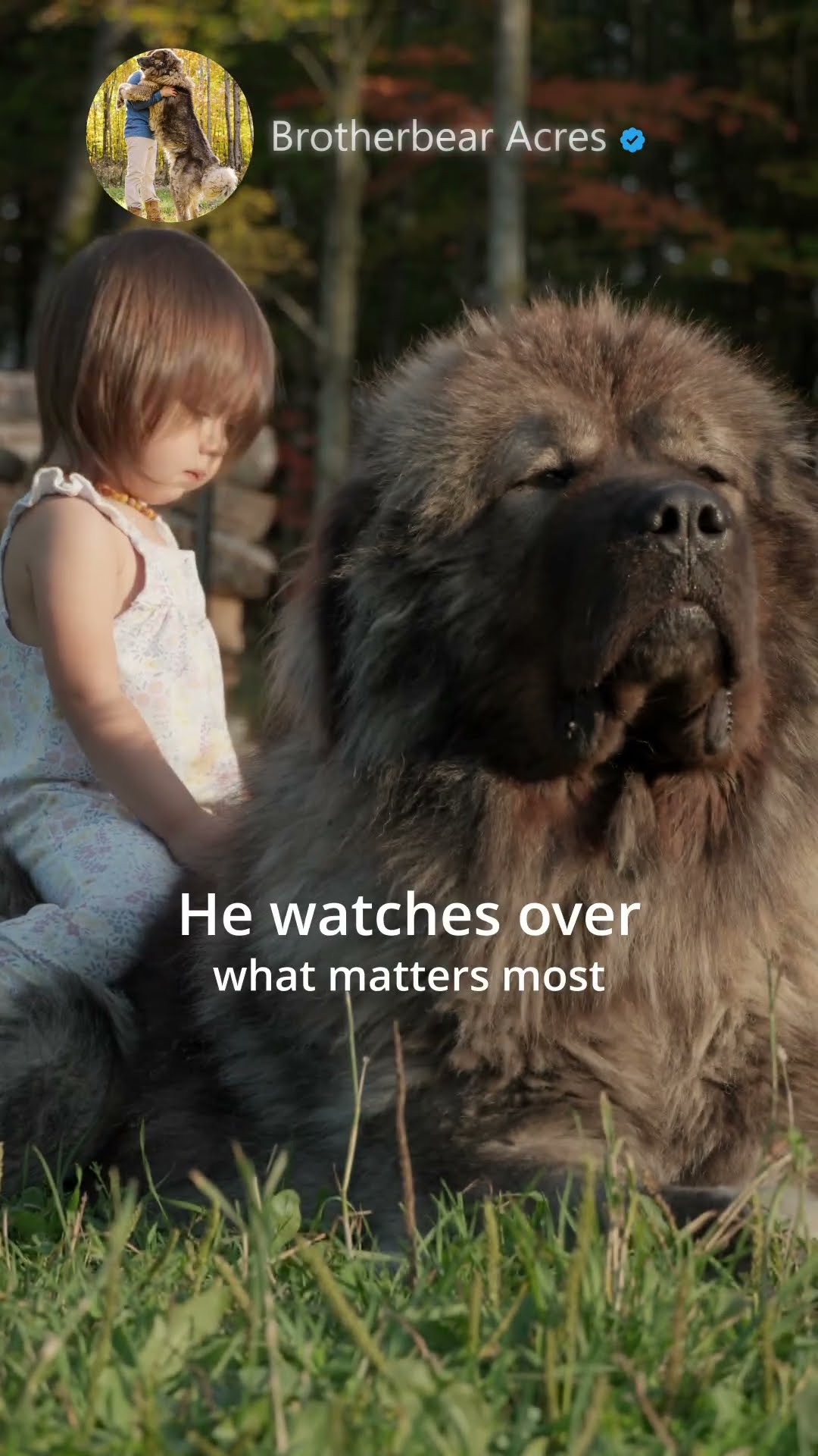 The Most Trusted Guardians - Caucasian Shepherd video at Brotherbear Acres