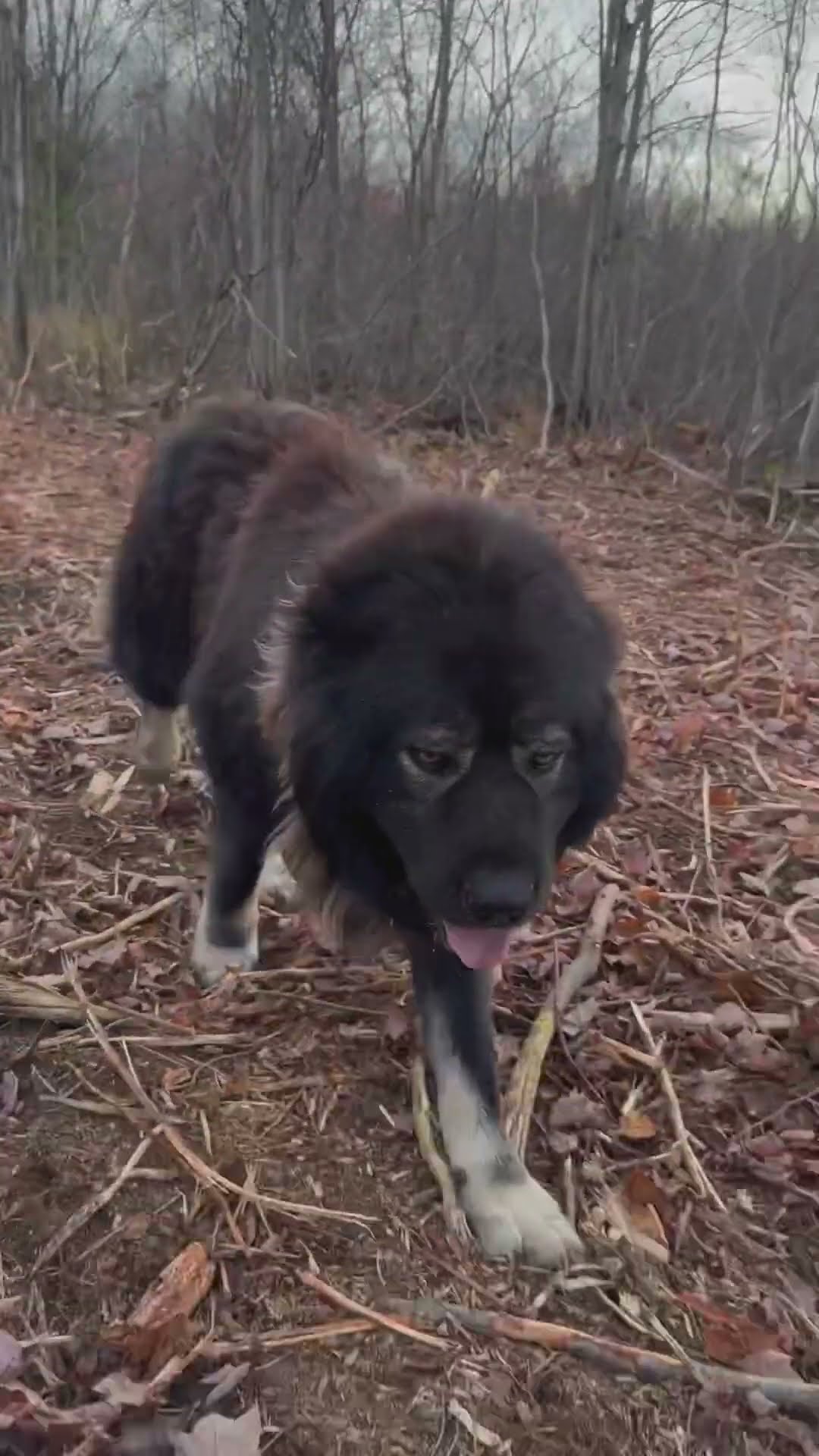 The Ultimate Guard Dog - Caucasian Shepherd video at Brotherbear Acres