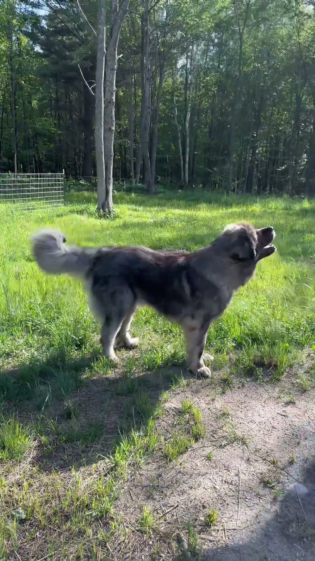 Thinking of You Too - Caucasian Shepherd video at Brotherbear Acres
