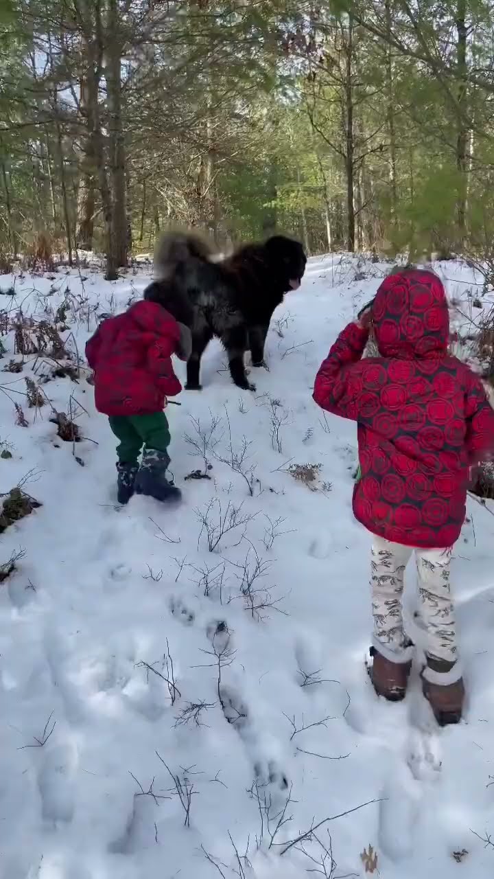 This Gentle Giant - Caucasian Shepherd video at Brotherbear Acres