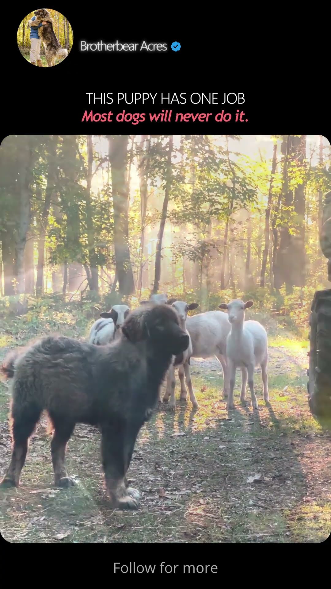 This Puppy Has One Job - Caucasian Shepherd video at Brotherbear Acres