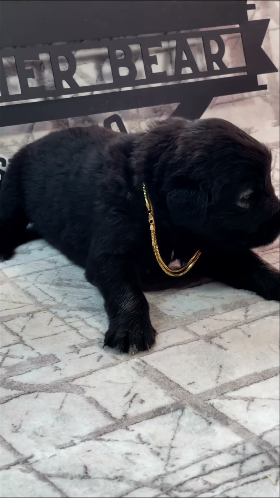 Three Weeks Old - Caucasian Shepherd video at Brotherbear Acres