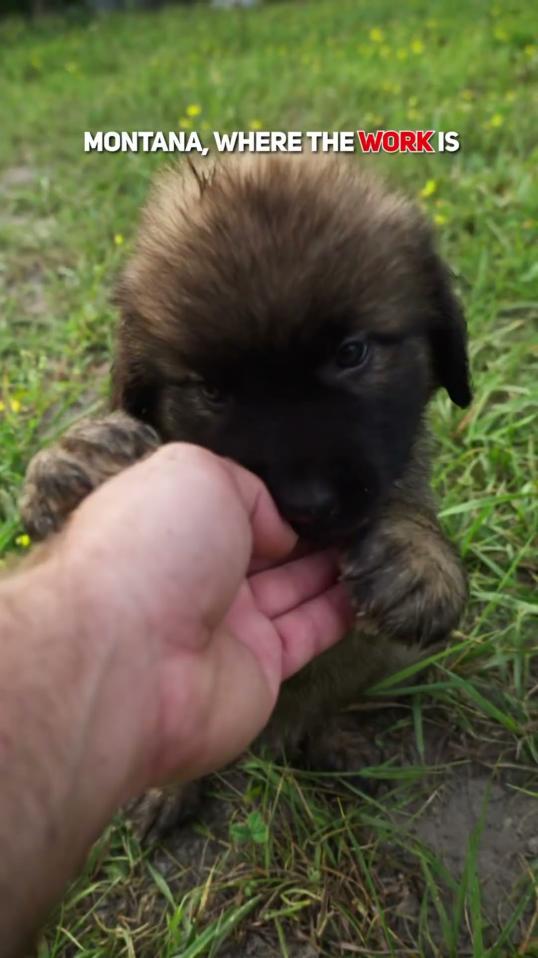To Love, to Guard, to Lead - Caucasian Shepherd video at Brotherbear Acres