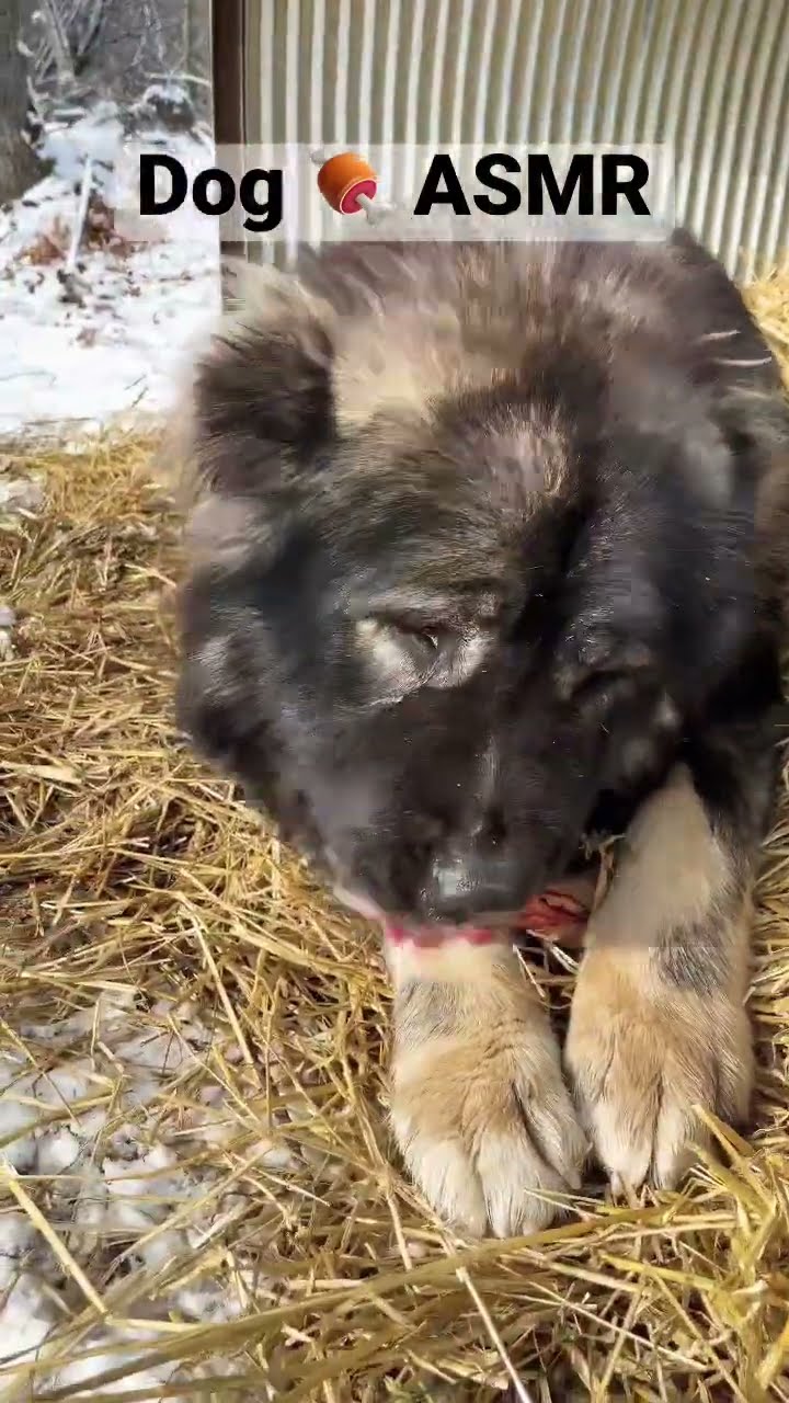 Training Treat - Caucasian Shepherd video at Brotherbear Acres