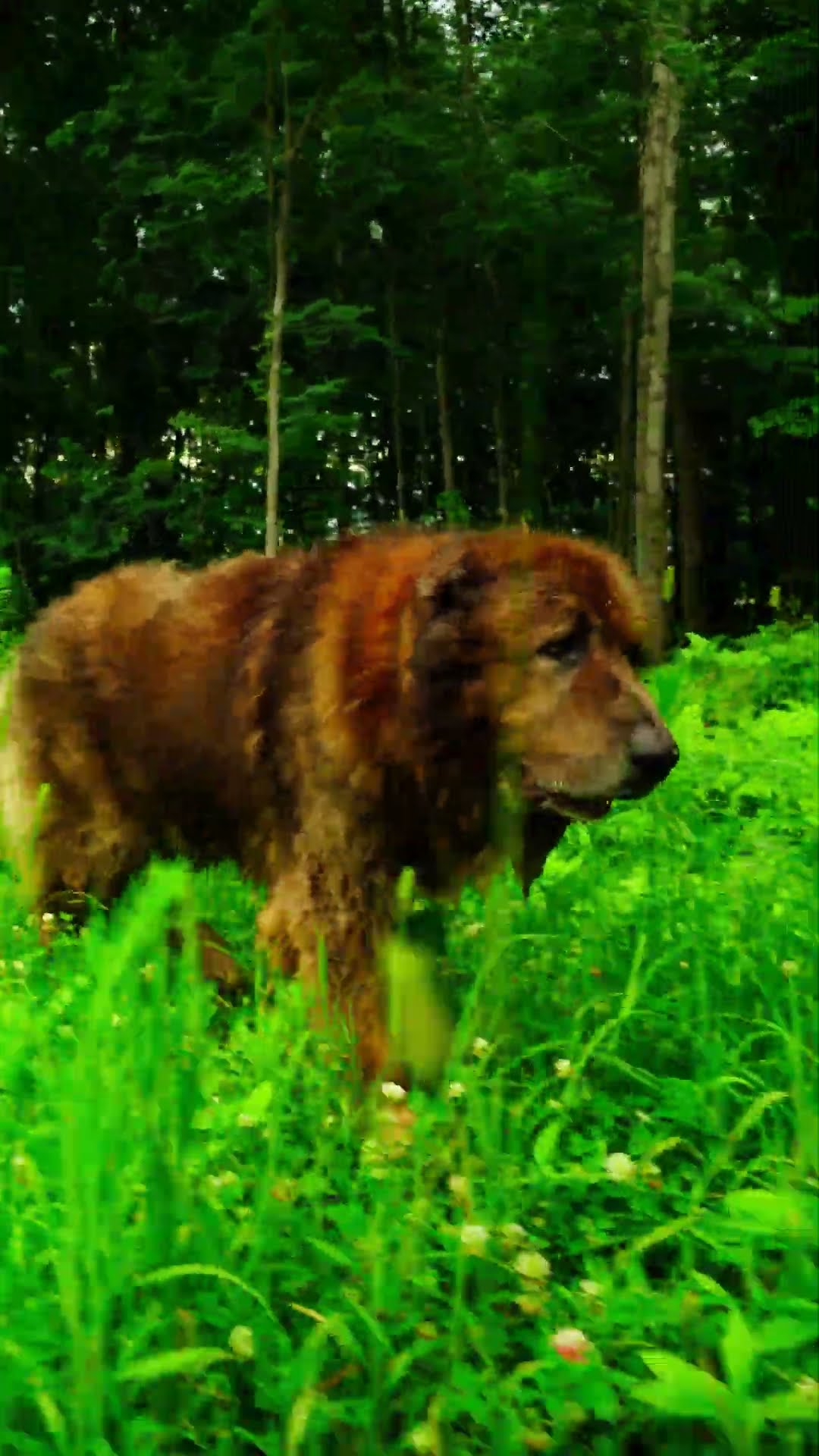 Twelve Years, Still Working - Caucasian Shepherd video at Brotherbear Acres