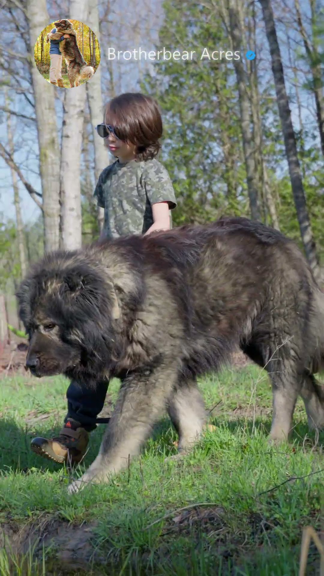 Two of a Kind - Caucasian Shepherd video at Brotherbear Acres