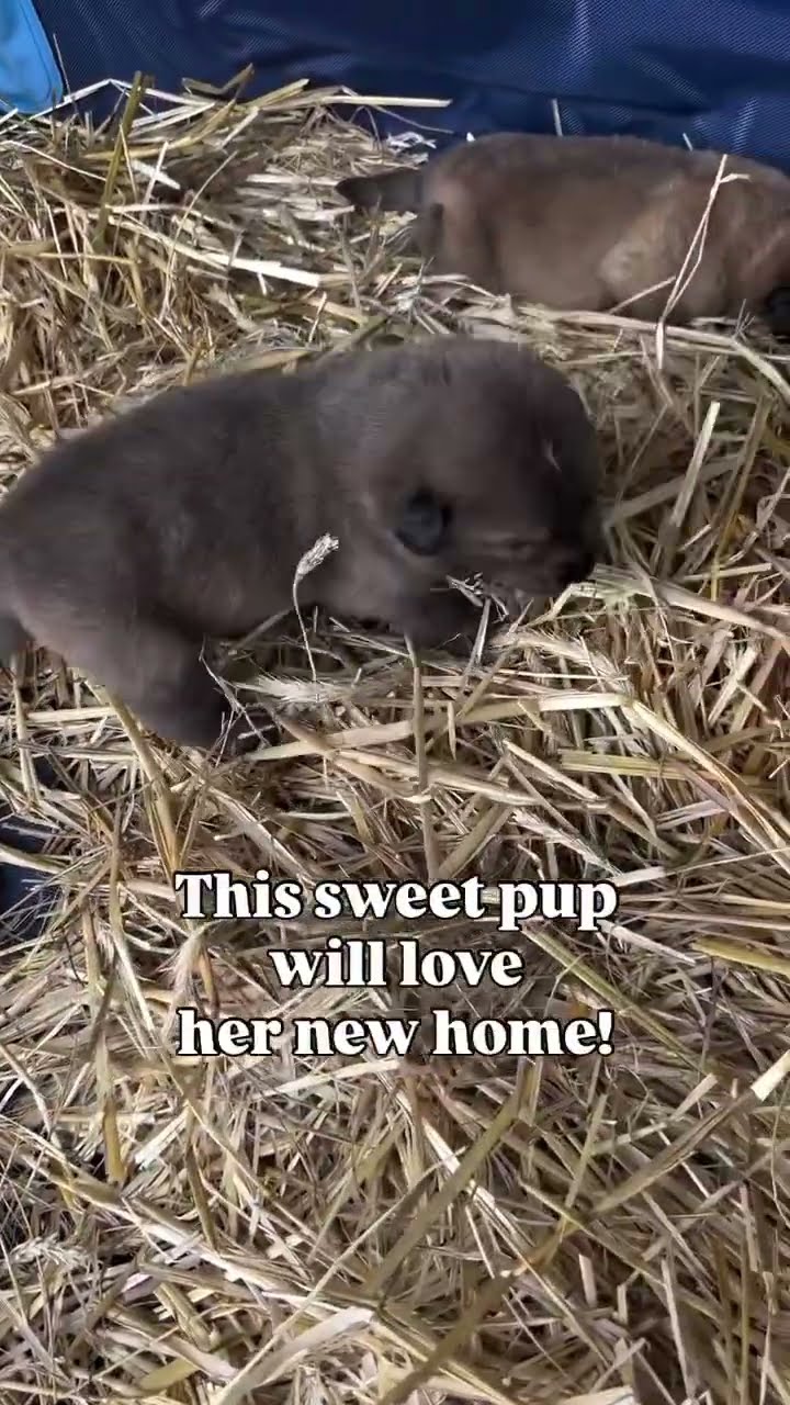 Two Weeks Old Today - Caucasian Shepherd video at Brotherbear Acres