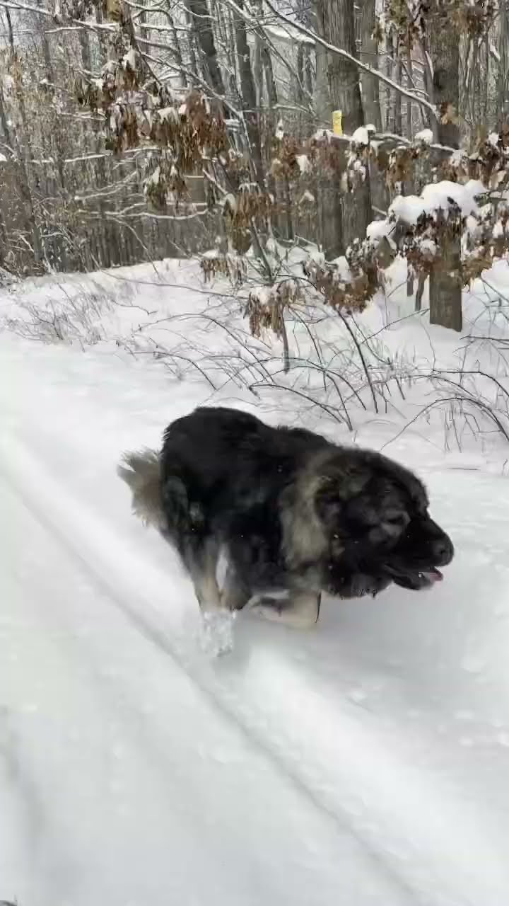 Unleash the Power - Caucasian Shepherd video at Brotherbear Acres