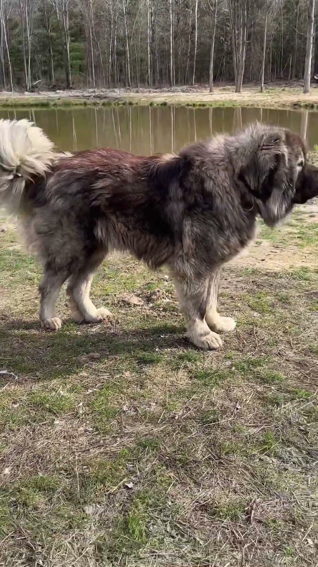 Warm Weather - Caucasian Shepherd video at Brotherbear Acres