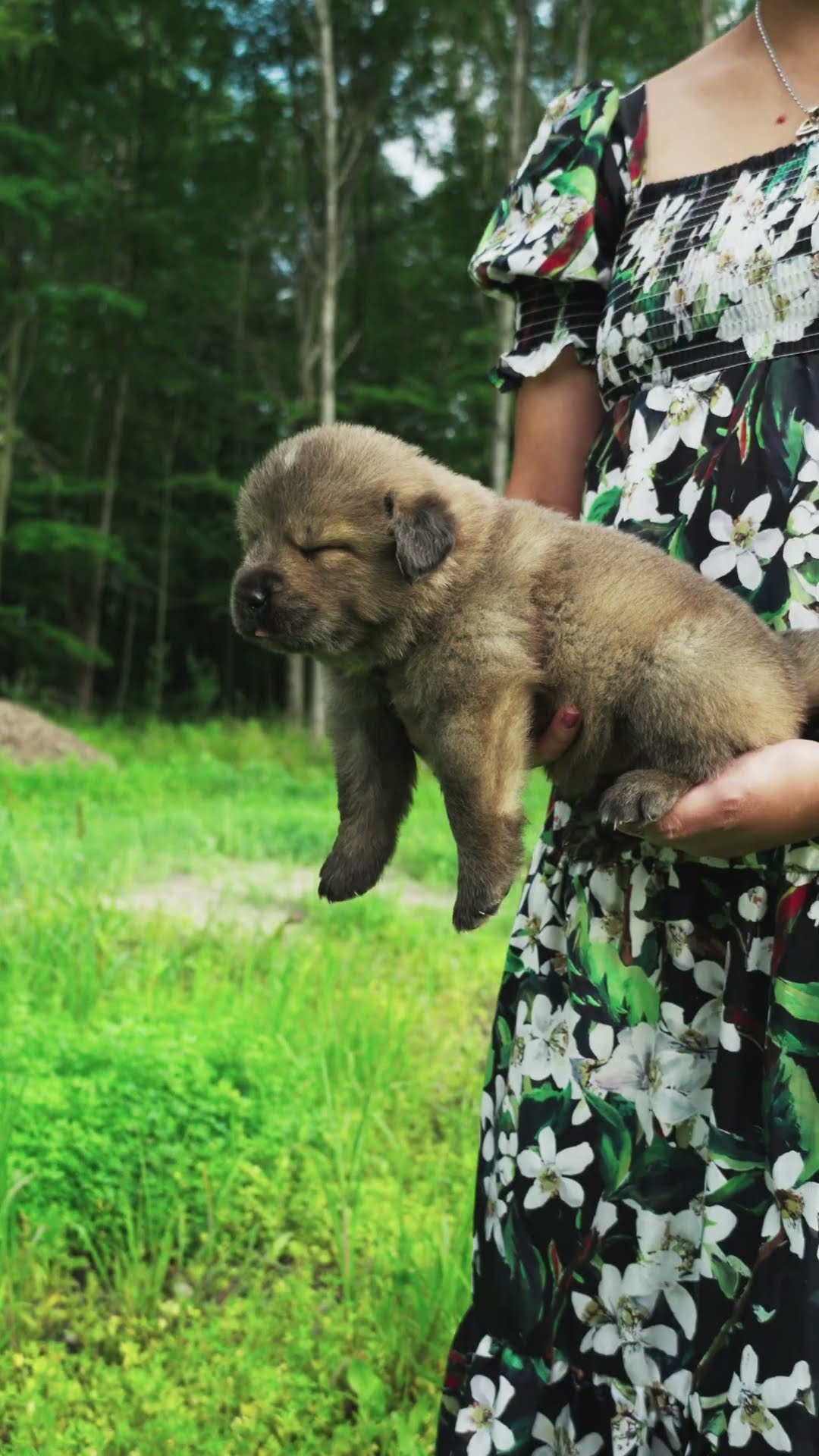 Warning: Heart and Socks at Risk - Caucasian Shepherd video at Brotherbear Acres