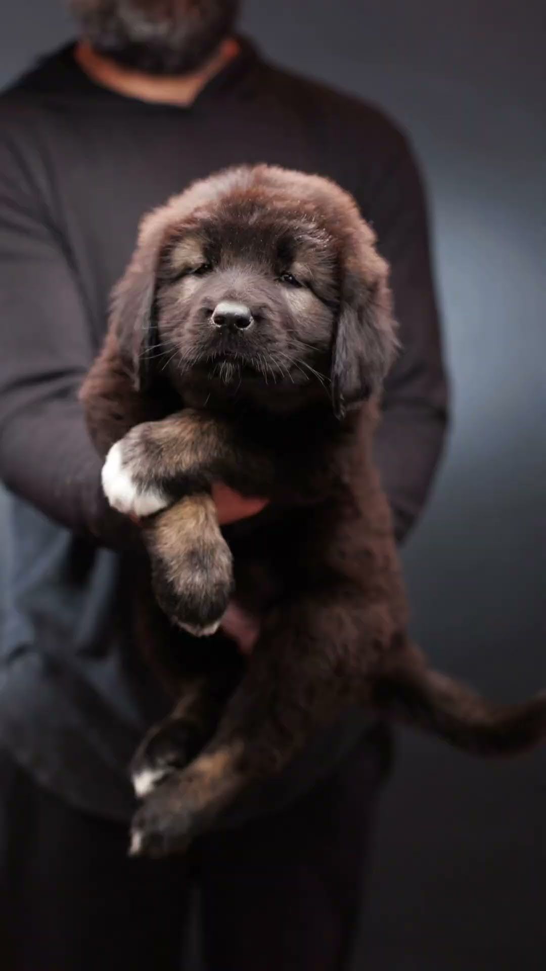 Welcome Home - Caucasian Shepherd video at Brotherbear Acres