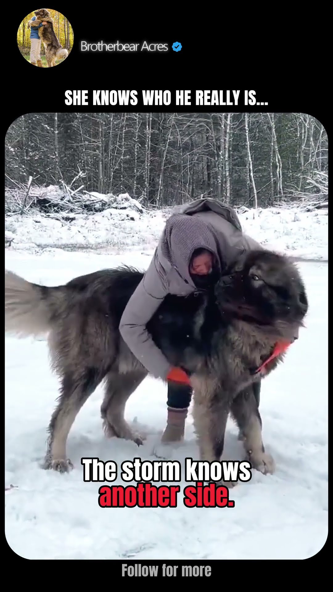 When the Storm Comes - Caucasian Shepherd video at Brotherbear Acres