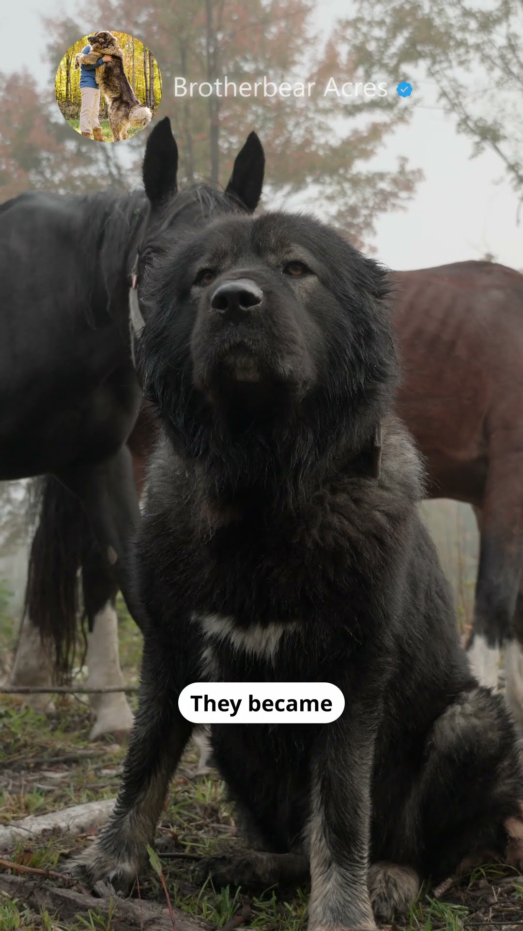 Where Survival Forged a Legend - Caucasian Shepherd video at Brotherbear Acres