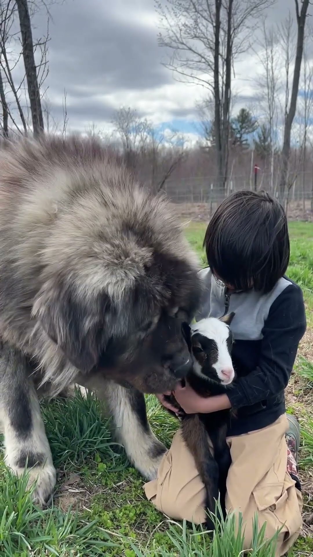 Who's a Good Farm Dog - Caucasian Shepherd video at Brotherbear Acres