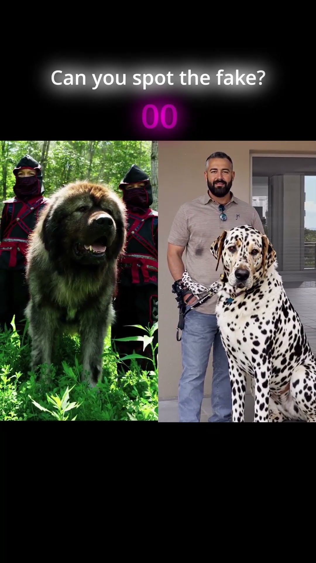 Will It Fool You - Caucasian Shepherd video at Brotherbear Acres