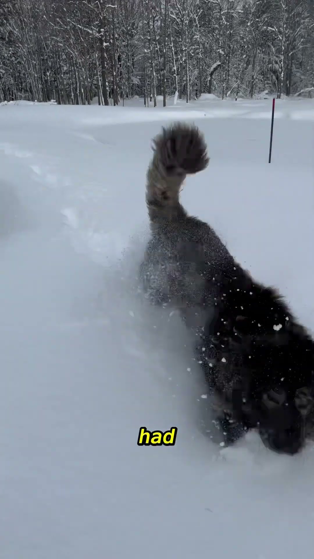 Winter Storm Up North - Caucasian Shepherd video at Brotherbear Acres