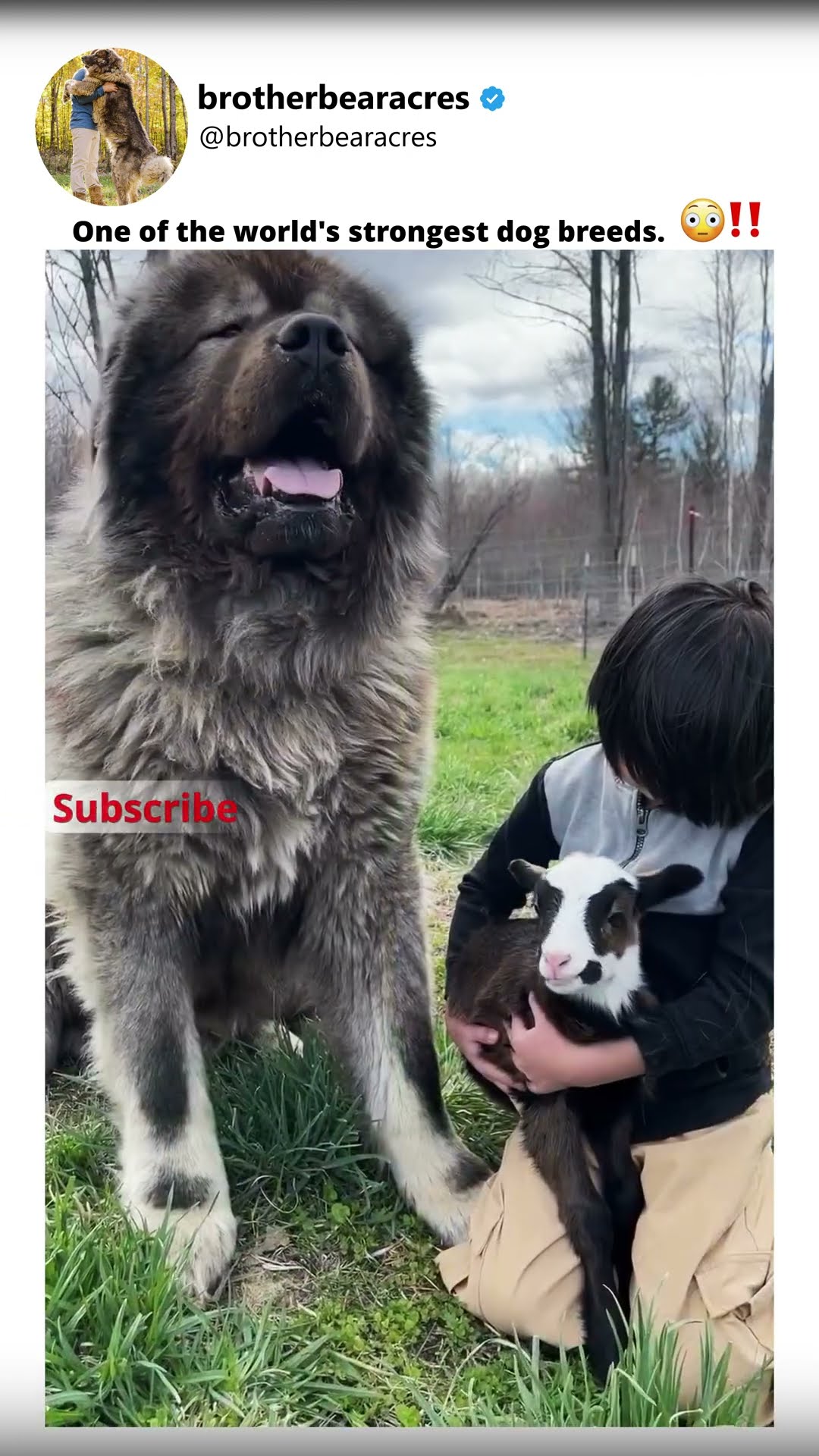 World's Strongest - Caucasian Shepherd video at Brotherbear Acres