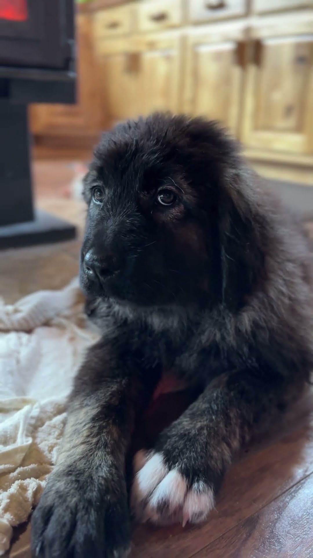 Would Rather Be Muddy - Caucasian Shepherd video at Brotherbear Acres