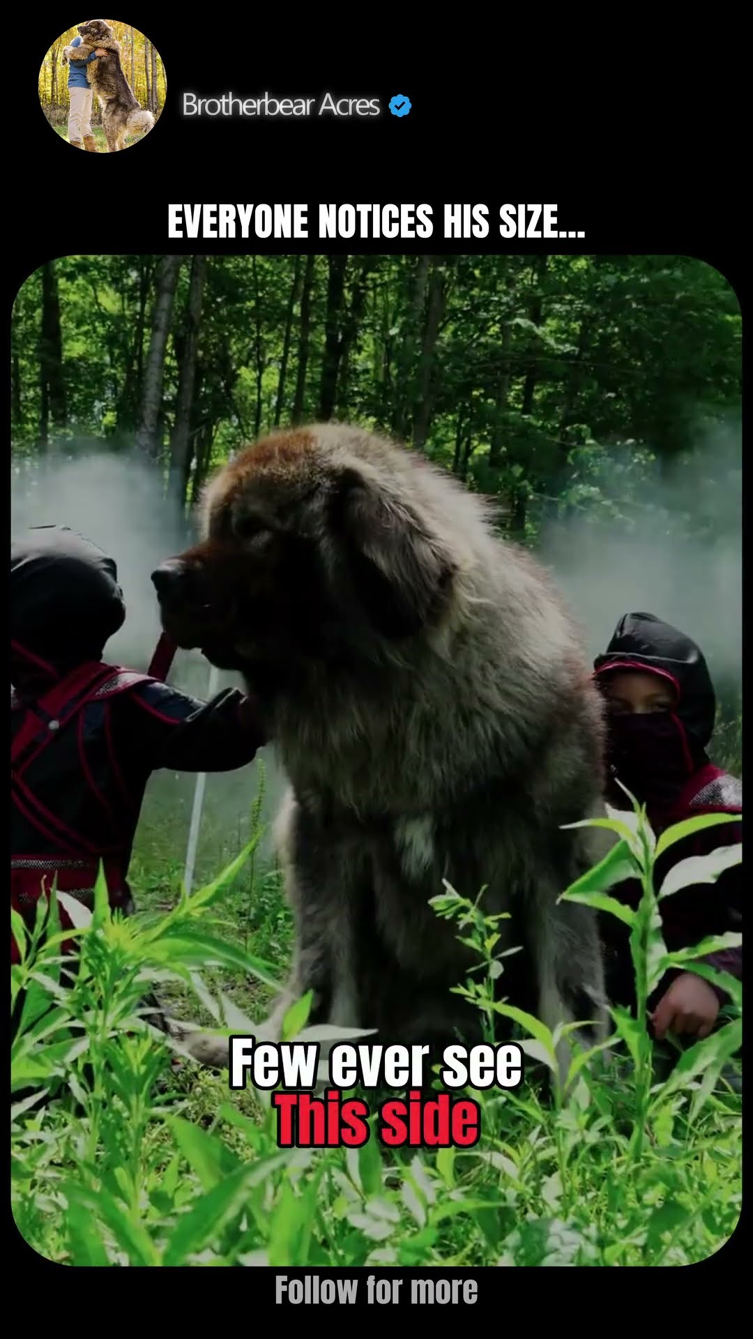 You'd Never Guess - Caucasian Shepherd video at Brotherbear Acres