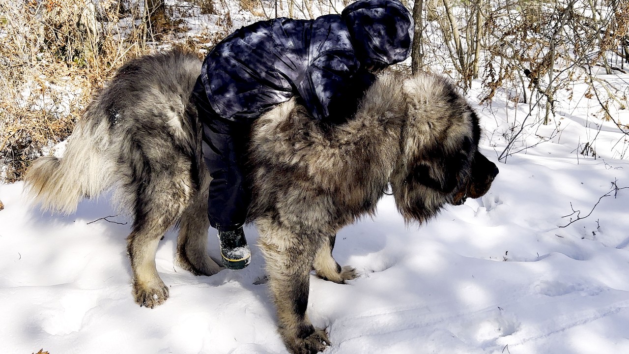 The Caucasian Ovcharka Explained - Caucasian Shepherd long-form video at Brotherbear Acres