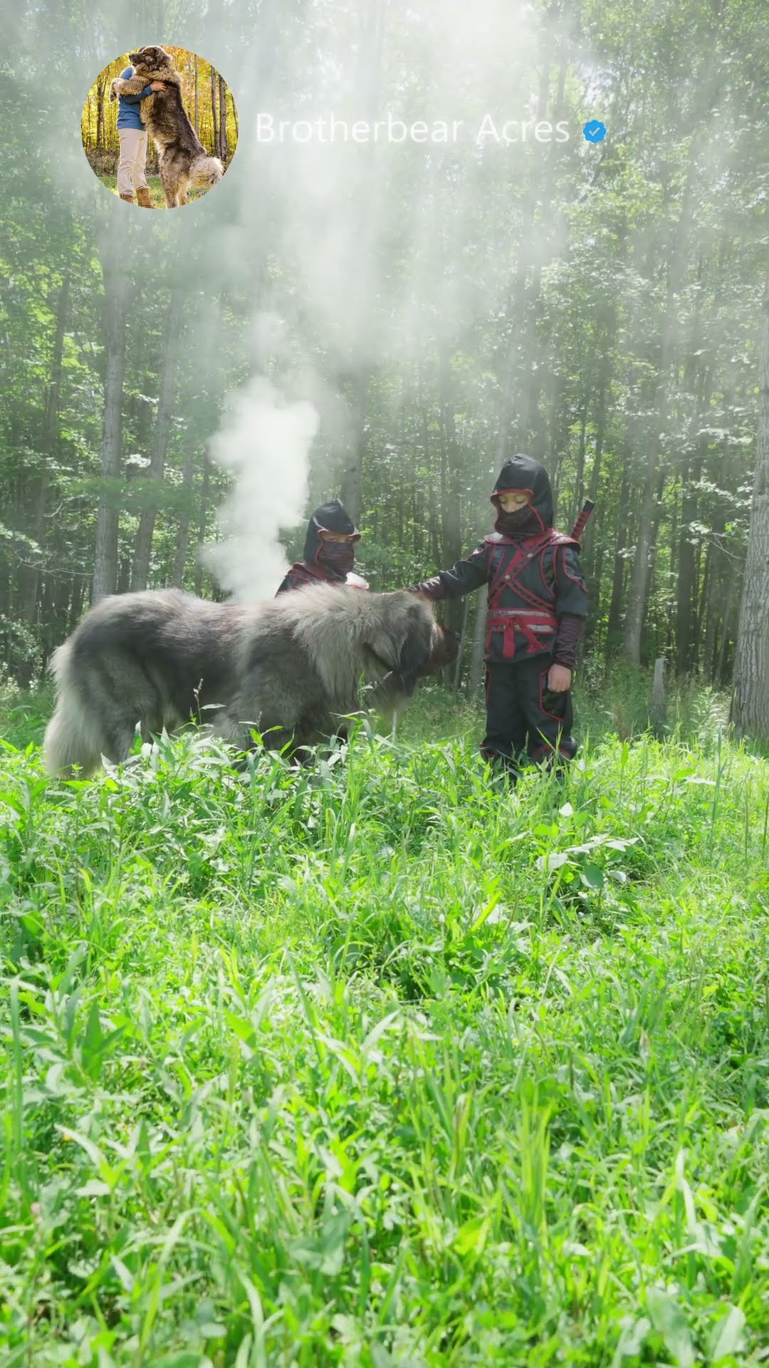 The Caucasian Shepherd King - Caucasian Shepherd video at Brotherbear Acres