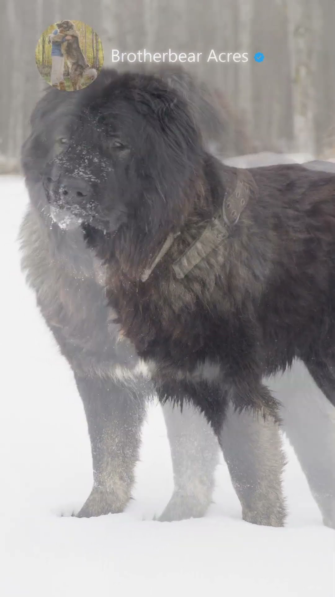 The Great Caucasian Shepherd - Caucasian Shepherd video at Brotherbear Acres