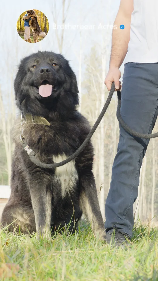 2-year-old-black-male-caucasian-shepherd-on-leash
