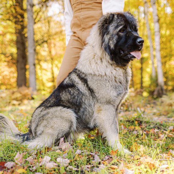 The Ultimate Guide to Caucasian Shepherd Nutrition: Diet and Feeding Recommendations 12