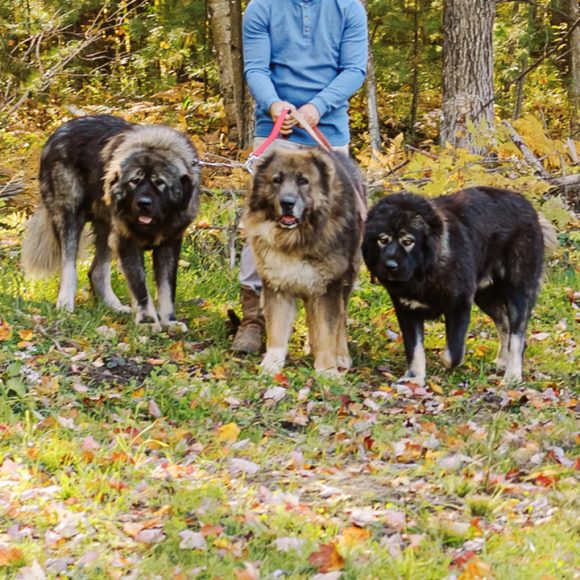 Caucasian Shepherd Chronicles: News, Trends, and Developments in the World of the Mighty Breed 15