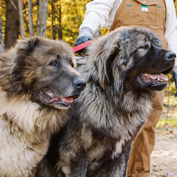 Ultimate Guide to Grooming and Maintenance for Caucasian Shepherds: Tips, Techniques, and Products 16