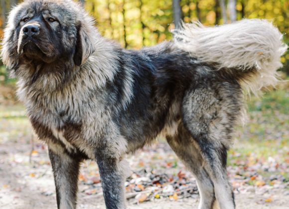 - BrotherBear Acres The Complete Guide to Caring for Your Caucasian Shepherd: Health, Grooming, and Training Tips