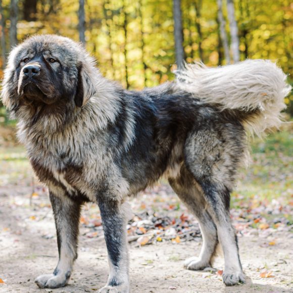 The Complete Guide to Caring for Your Caucasian Shepherd: Health, Grooming, and Training Tips The Complete Guide to Caring for Your Caucasian Shepherd: Health, Grooming, and Training Tips