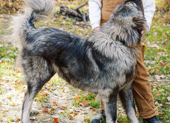 Caucasian Shepherd Dog