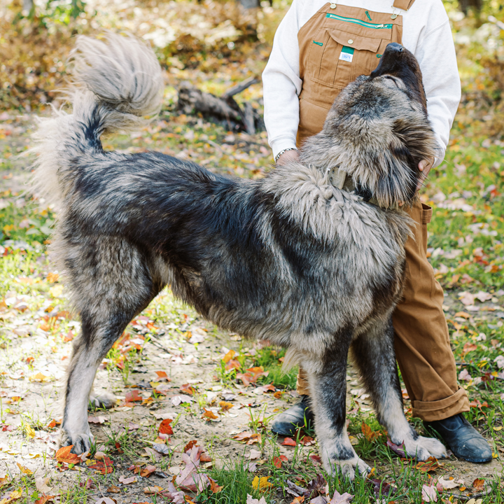 - BrotherBear Acres Caucasian Shepherd Dog