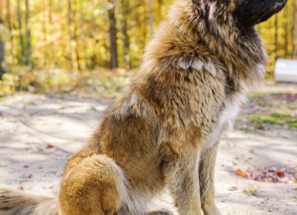 - BrotherBear Acres Mastering Training and Socialization for Caucasian Shepherds: Expert Tips and Techniques