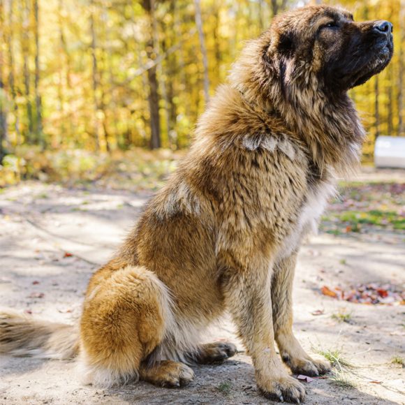 Mastering Training and Socialization for Caucasian Shepherds: Expert Tips and Techniques
