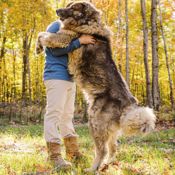 Caucasian Shepherd Standing up on two legs