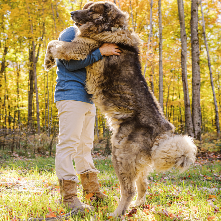 - BrotherBear Acres Caucasian Shepherd Standing up on two legs