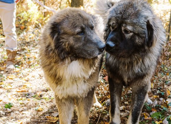 - BrotherBear Acres Heartwarming Stories and Stunning Photos of Caucasian Shepherds: Real-Life Testimonials and Galleries