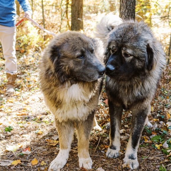 Heartwarming Stories and Stunning Photos of Caucasian Shepherds: Real-Life Testimonials and Galleries