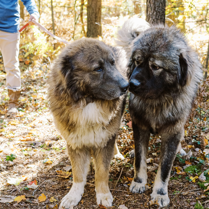 - BrotherBear Acres Heartwarming Stories and Stunning Photos of Caucasian Shepherds: Real-Life Testimonials and Galleries
