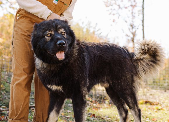 - BrotherBear Acres Real-Life Accounts: Caucasian Shepherd Owners Share Personal Stories and Experiences